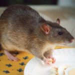 The Specialists - rodent control