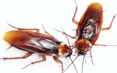 The Hidden Agenda of Cockroaches in Your Home