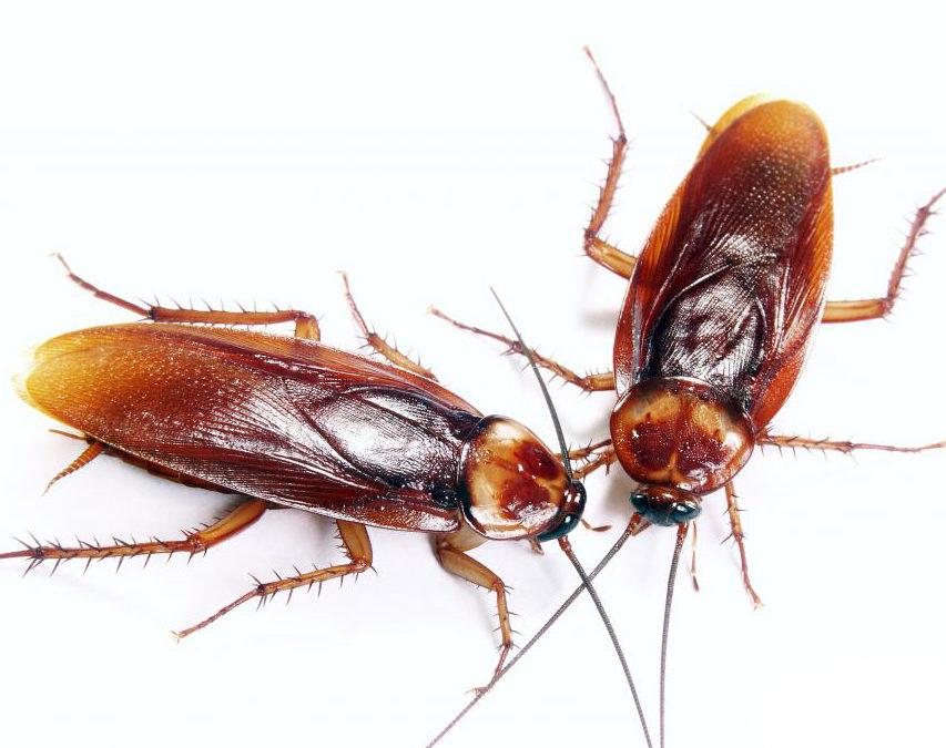 The Hidden Agenda of Cockroaches in Your Home