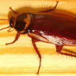 cockroach control