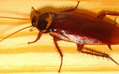 The evolution of cockroach control