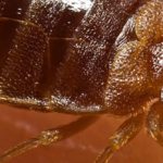 bed bugs