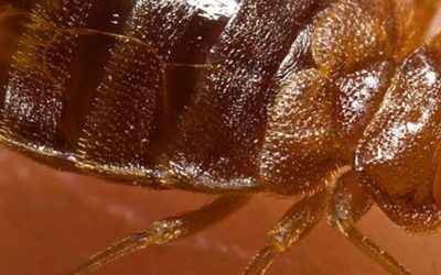 All you ever wanted to know about bed bugs (infographic)