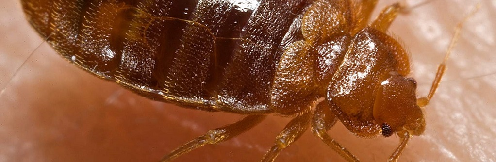 All you ever wanted to know about bed bugs (infographic)