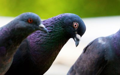 The Hidden Danger of Birds: The Facts You Need to Know About Bird Mites