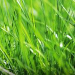 Lawn Care