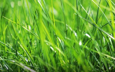 Seven lawn care tips to get your lawn in shipshape