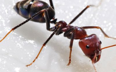 The Specialists’ Guide To Ant Control