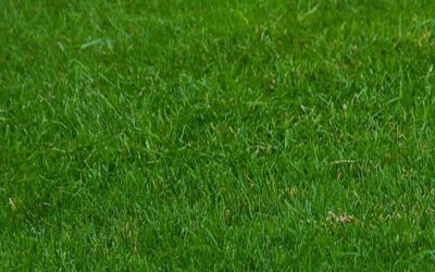 Lawn dressing tips – Preparing your lawn for summer