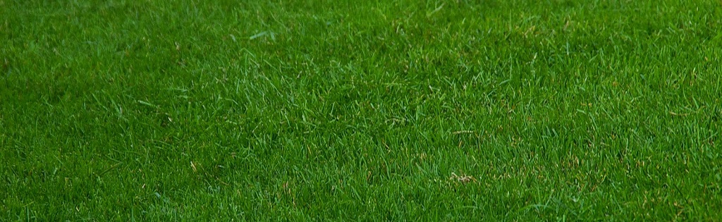 Lawn dressing tips – Preparing your lawn for summer