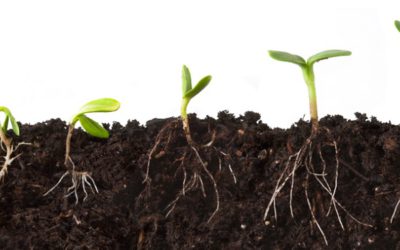 An introduction to Soil Poisoning (Treatment) for First-Time Home builders