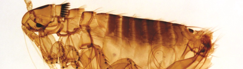 Frustrated by flea bites? Our guide to flea control