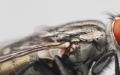 Wondering how to get rid of flies?