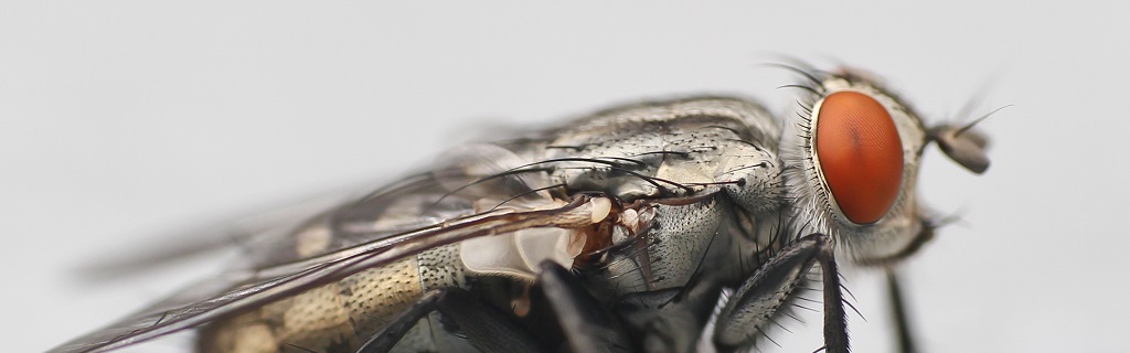 Wondering how to get rid of flies?