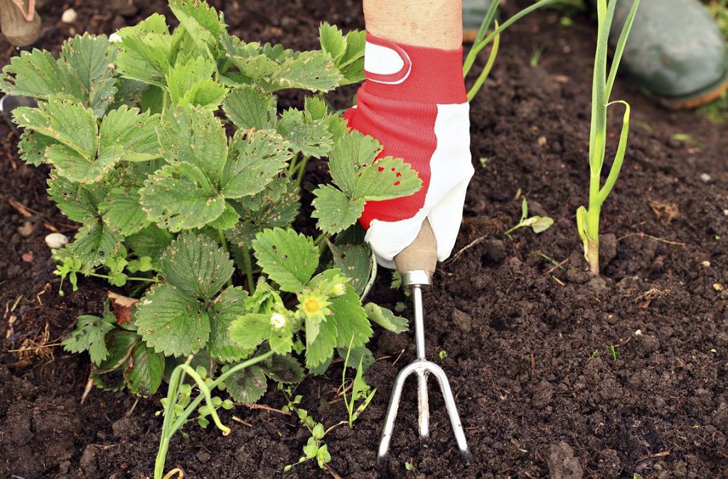 Gardening tips for awe-inspiring autumn gardens