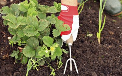Gardening tips for awe-inspiring autumn gardens