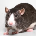 rat poison- roof rats