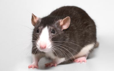 Why conventional rat poisons tend to be ineffective in the long run