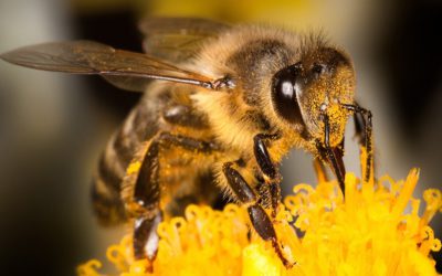 Dancing bees? Here’s how these stinging insects ‘speak’ to each other [Infographic]