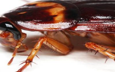 Cockroach control begins at these six cockroach destinations