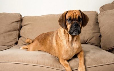 How to pet-proof your home