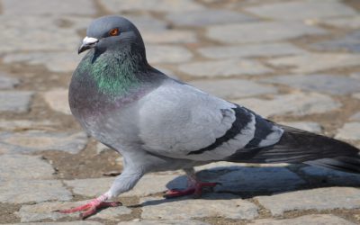 10 of the most common questions asked about bird proofing