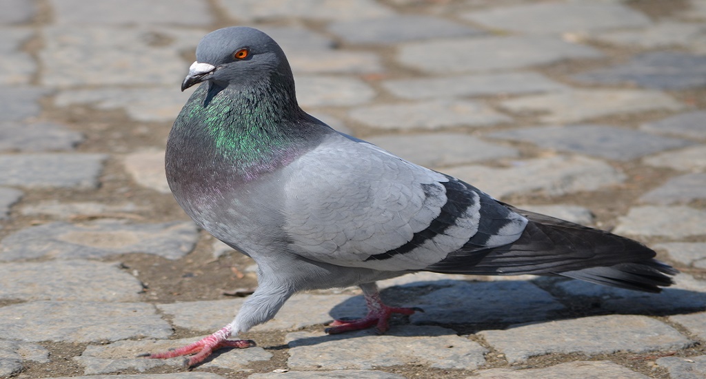 bird-proofing