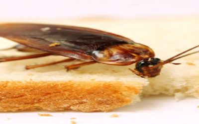 Why professional cockroach control is the answer to your roach problems