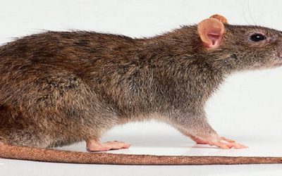 Pest control methods to combat June’s pests of the month