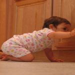 pest-control-products