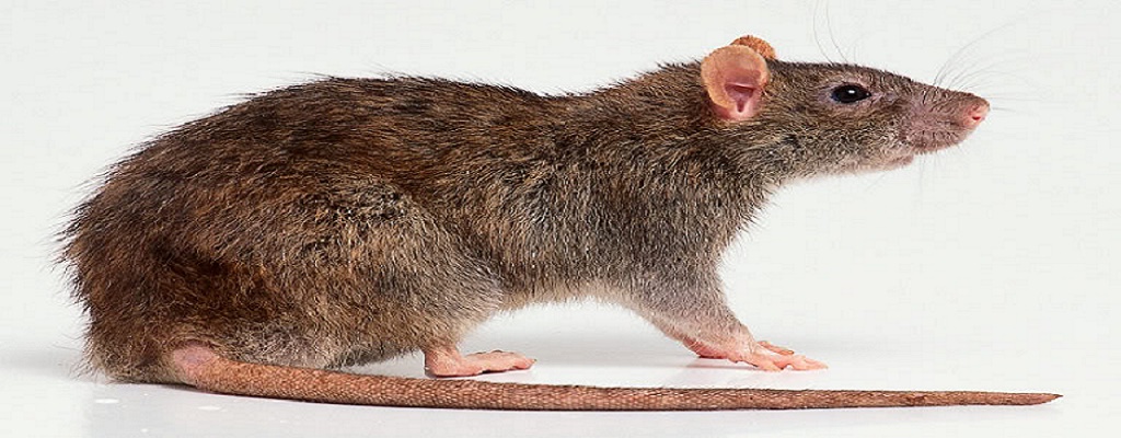 Pest control methods to combat June’s pests of the month
