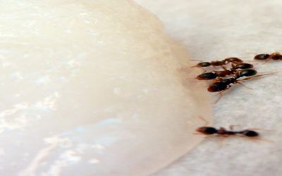 Pest control and your business