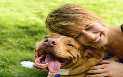 When pets become pests: Common pet diseases found in your home