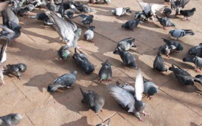 The three attributes of expert bird control services