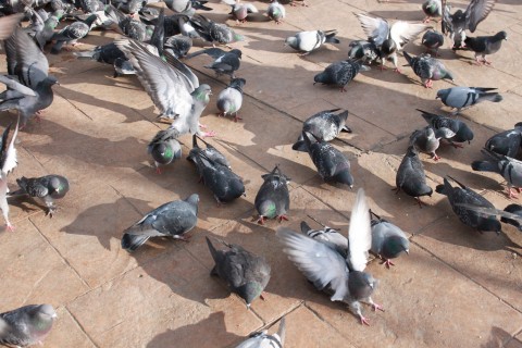 The three attributes of expert bird control services