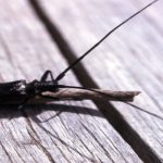wood-borer-beetle