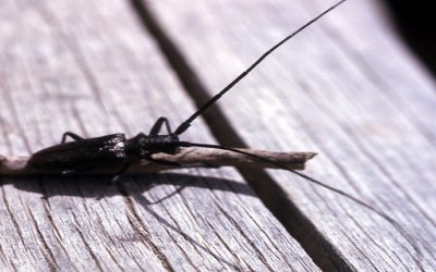 Pest of the month: Wood borer beetle