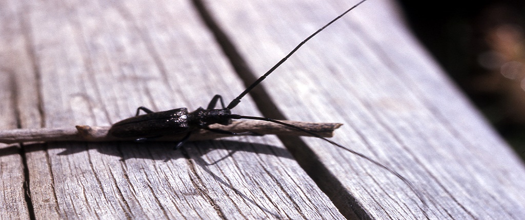 wood-borer-beetle