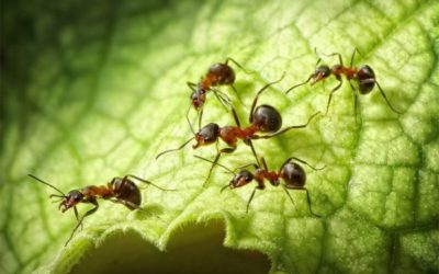 Why operations managers should consider ant control