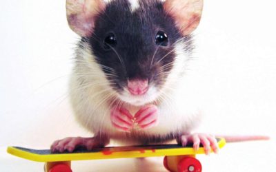 Pest of the month: Rats Fact sheet