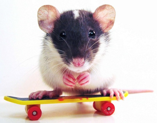 Pest of the month: Rats Fact sheet