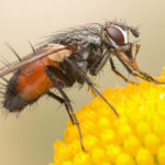 getting rid of flies