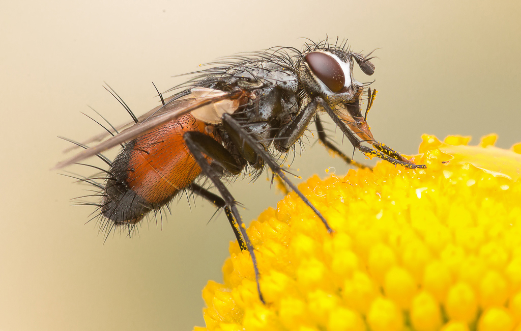 Secrets to getting rid of flies this Summer