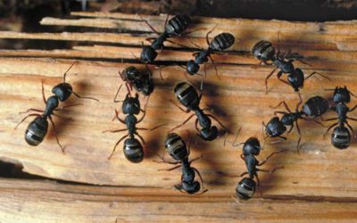 Upping the ant (e): How to keep ants out of your restaurant