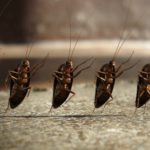 cockroach infestation