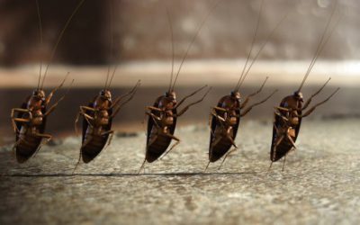 How to tell if you have a cockroach infestation