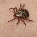 tick bites