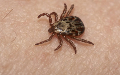 7 Diseases You Can Get from Common Household Pests