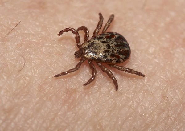 7 Diseases You Can Get from Common Household Pests