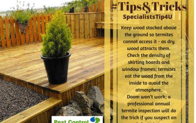 Need to know: Termite Control 101